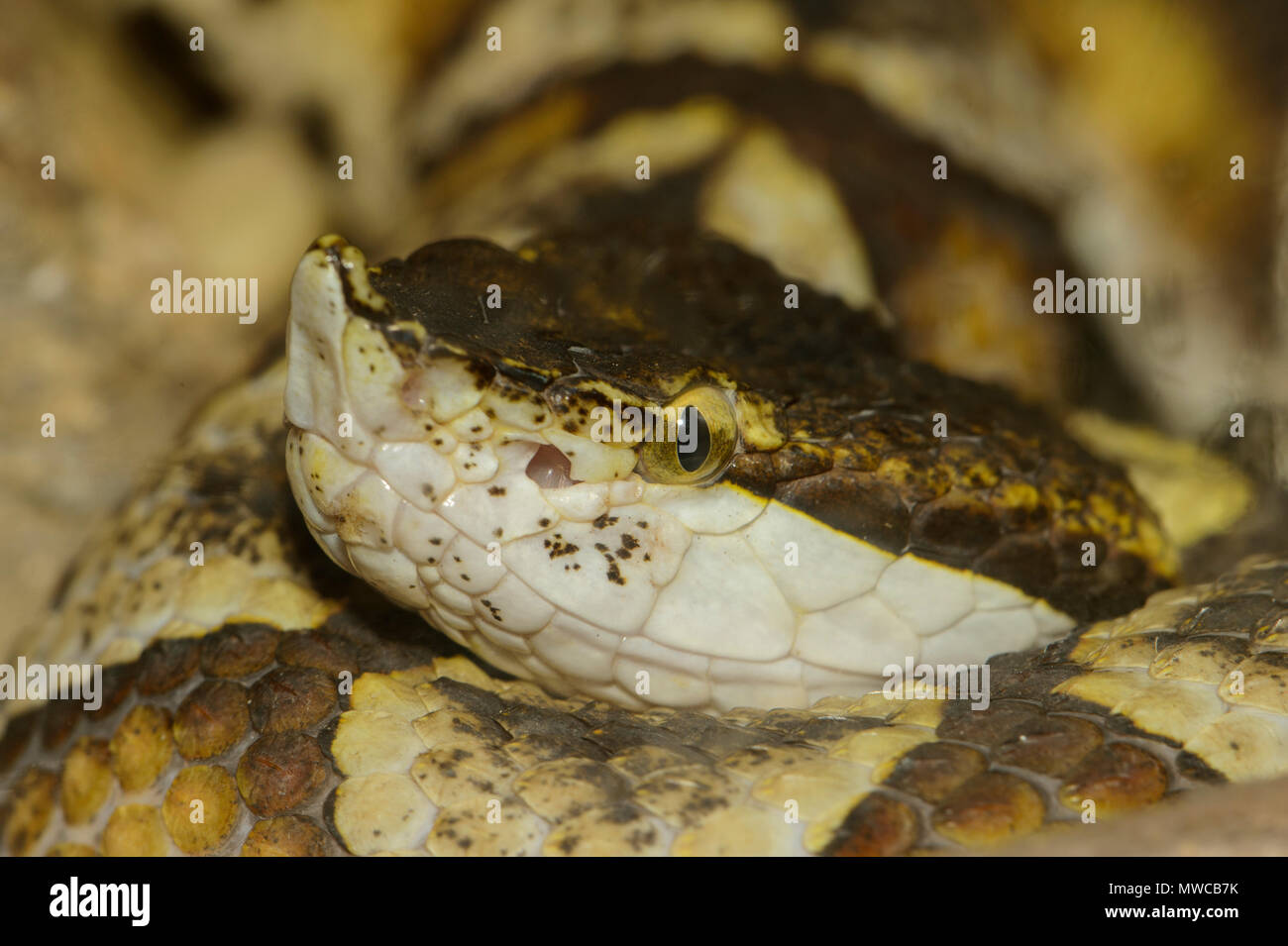 Spur-nosed viper (Vipera ammodytes), Captive, Reptilia reptile zoo, Vaughan, Ontario, Canada Stock Photo