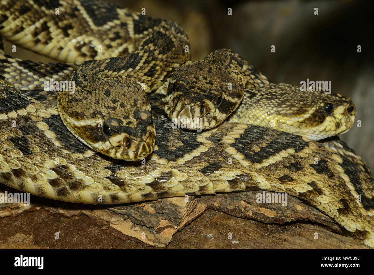 Eastern diamondback rattlesnake, (Crotalus adamanteus) Captive. Native to southeastern United