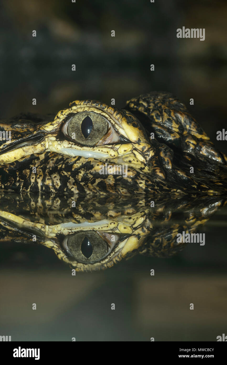 American alligator (Alligator mississipiensis), Captive, Reptilia reptile zoo, Vaughan, Ontario, Canada Stock Photo