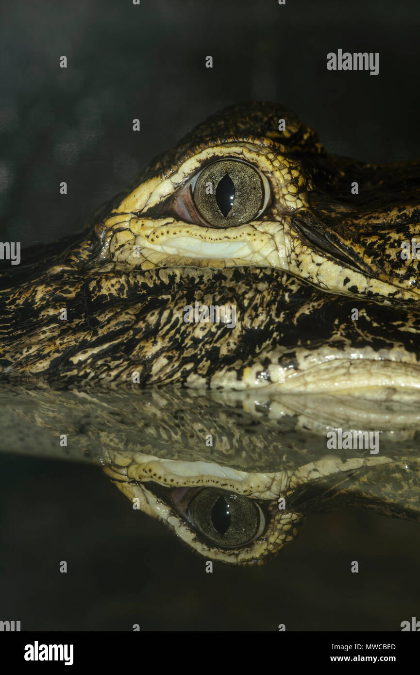 American alligator (Alligator mississipiensis), Captive, Reptilia reptile zoo, Vaughan, Ontario, Canada Stock Photo