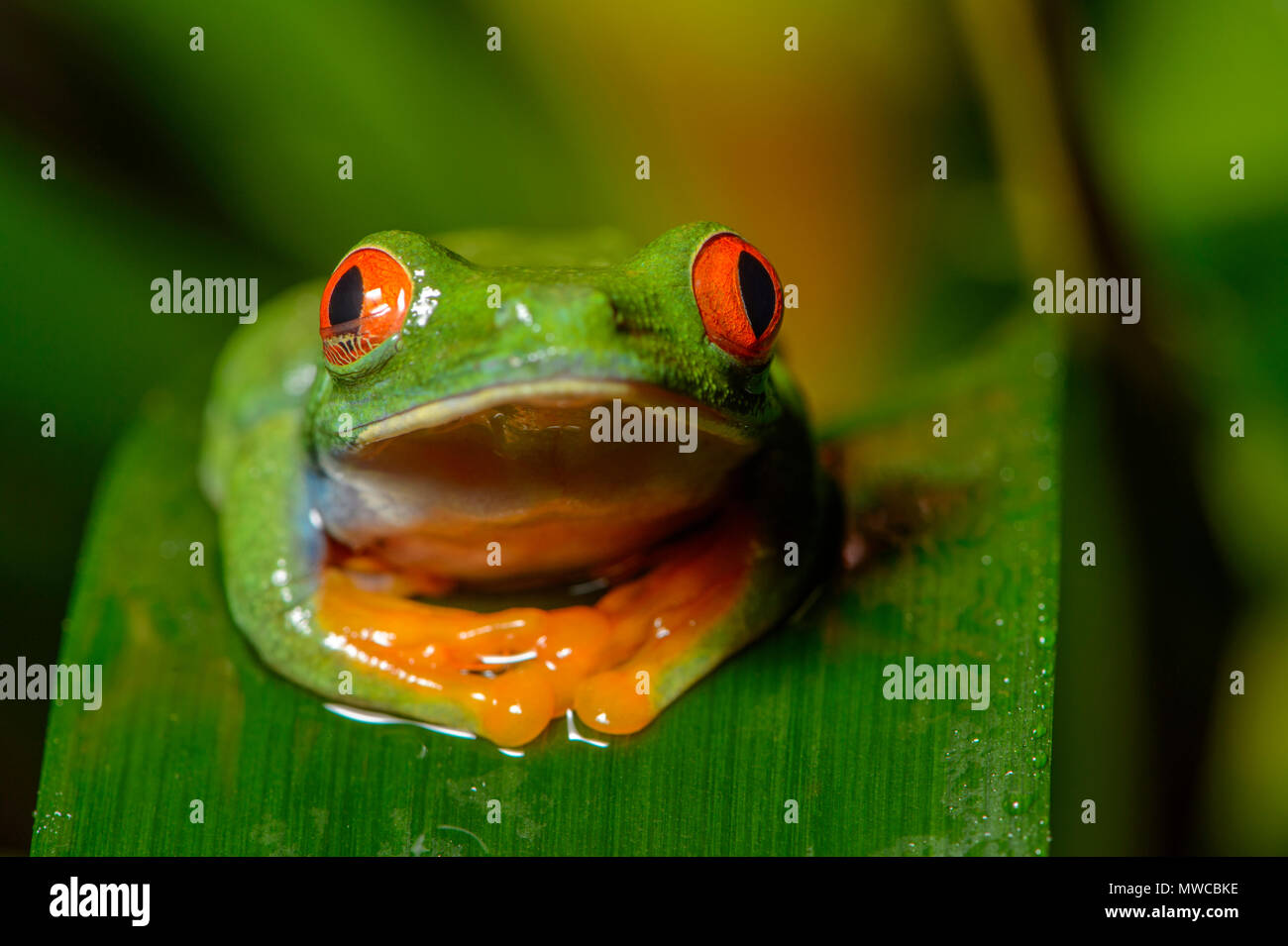 Redeyed Tree Frog (Agalychnis callidryas), Captive, Reptilia reptile zoo, Vaughan, Ontario