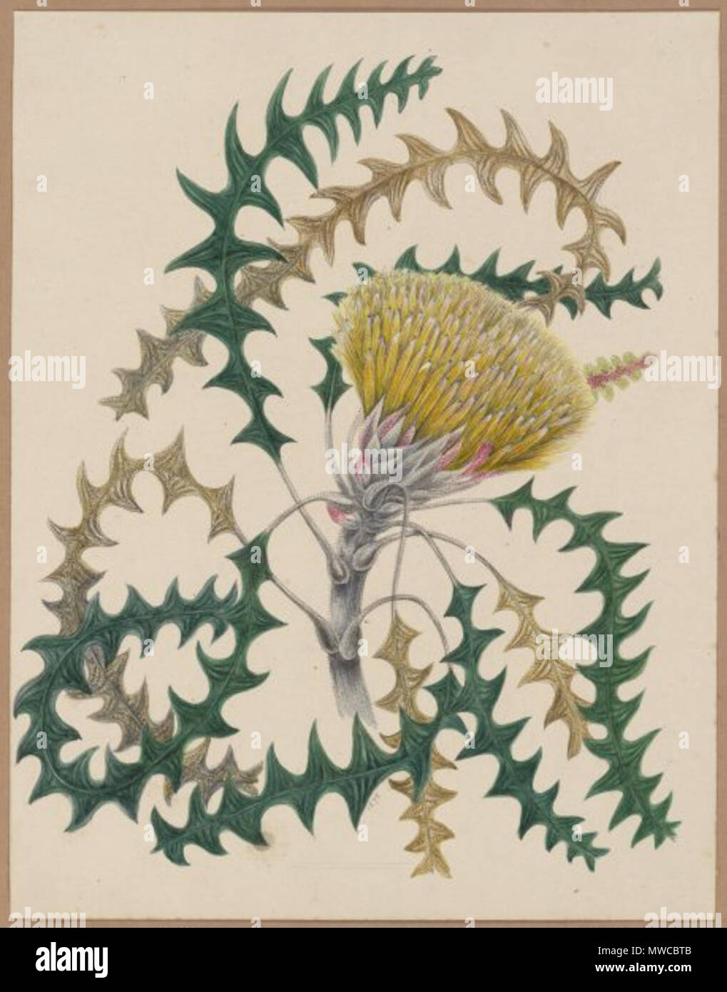 . This is a watercolour painting of Banksia dallanneyi (Couch Honeypot), formerly Dryandra lindleyana. It was painted by Marrianne Collinson Campbell, and formed part of her Wild flowers, fruit and butterflies of Australia album. 1878. Marrianne Collinson Campbell 171 Dryandra lindleyana by Marrianne Collinson Campbell Stock Photo