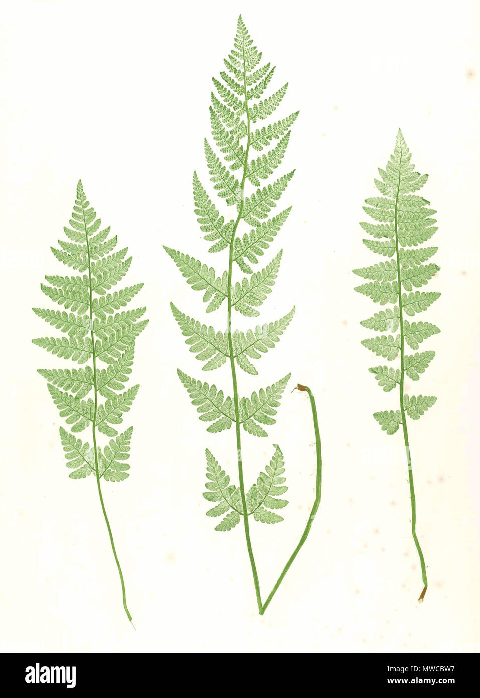 . Plate from book . 1857. by Thomas Moore ; edited by John Lindley ; nature-printed by Henry Bradbury. 171 Dryopteris cristata Moore19 Stock Photo