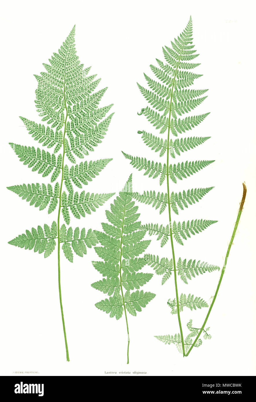 . Plate from book . 1857. by Thomas Moore ; edited by John Lindley ; nature-printed by Henry Bradbury. 171 Dryopteris cristata Moore20 Stock Photo
