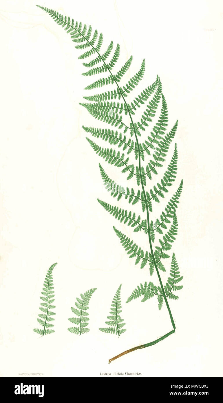 . Plate from book . 1857. by Thomas Moore ; edited by John Lindley ; nature-printed by Henry Bradbury. 171 Dryopteris dilatata Moore24 Stock Photo