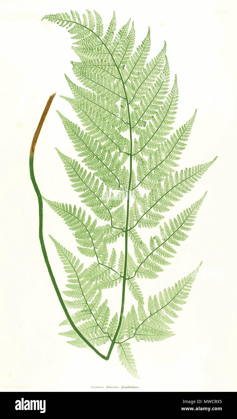 . Plate from book . 1857. by Thomas Moore ; edited by John Lindley ; nature-printed by Henry Bradbury. 171 Dryopteris dilatata Moore23 Stock Photo