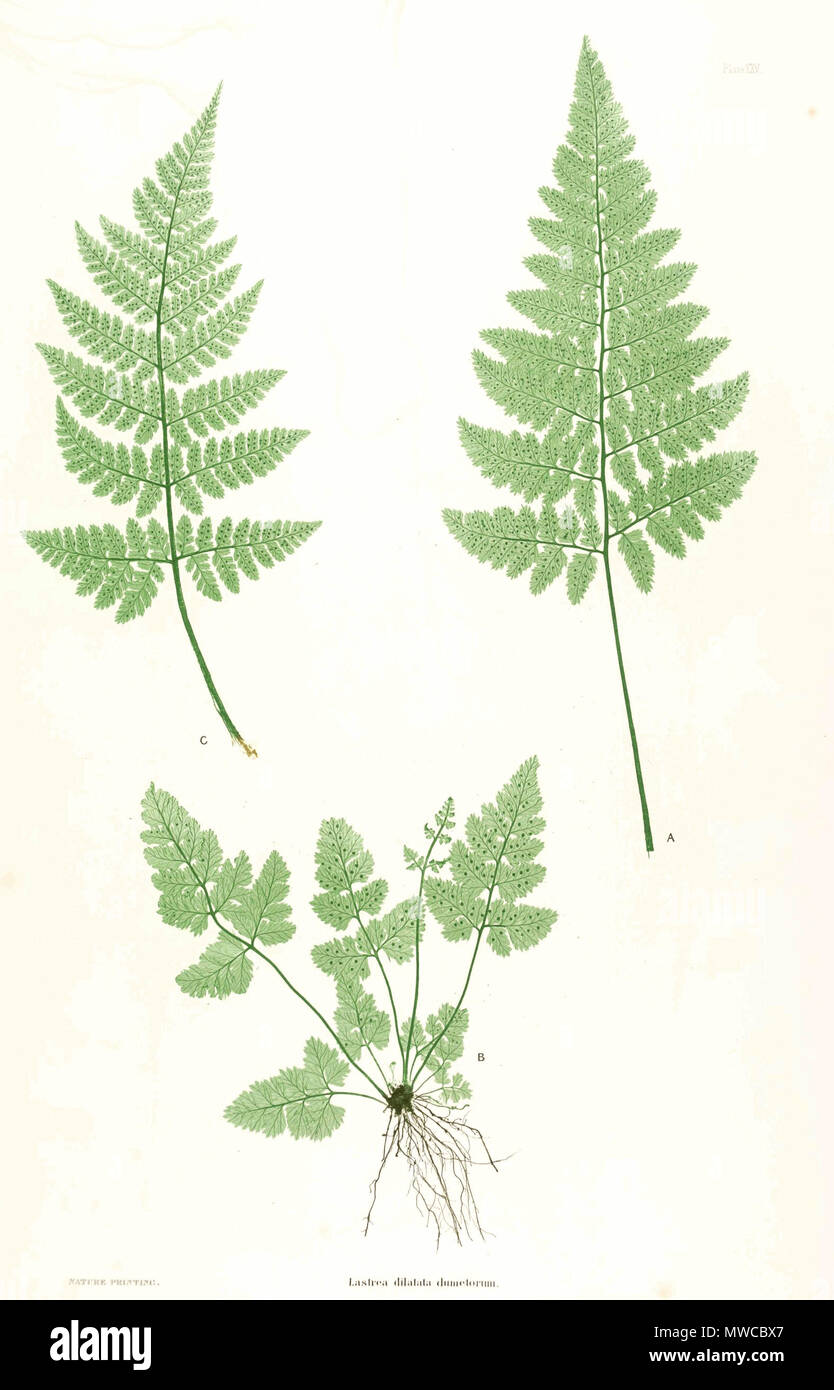 . Plate from book . 1857. by Thomas Moore ; edited by John Lindley ; nature-printed by Henry Bradbury. 171 Dryopteris dilatata Moore25 Stock Photo