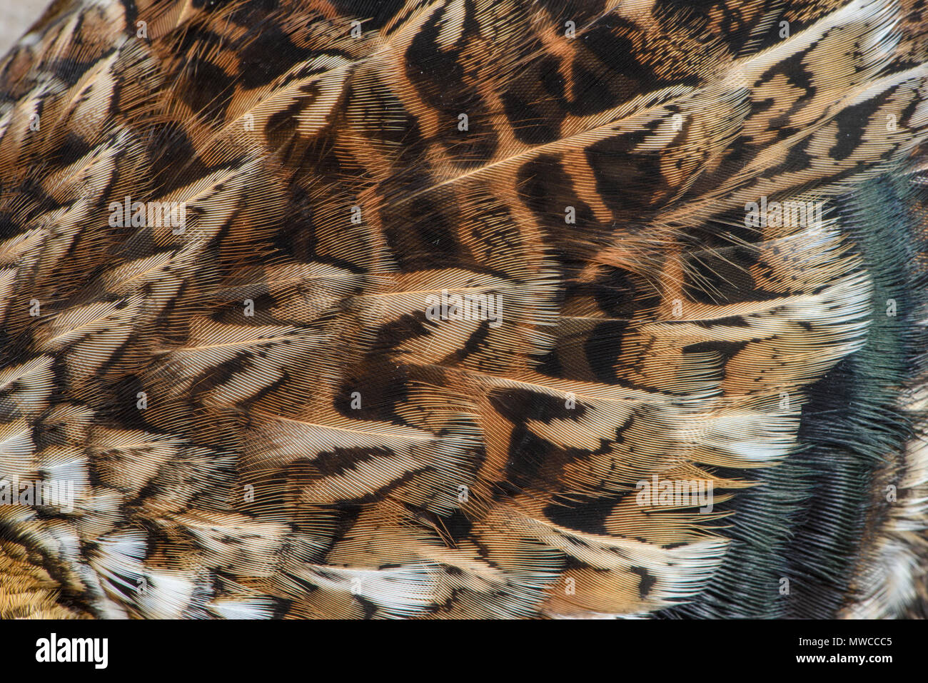 Ruffed grouse (Bonassa umbellus) Feather detail in a dead specimen, Greater Sudbury, Ontario, Canada Stock Photo