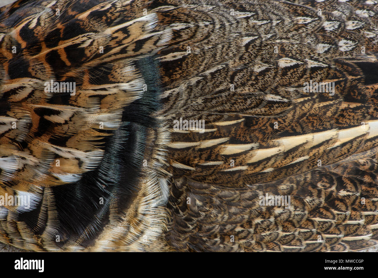Ruffed grouse (Bonassa umbellus) Feather detail in a dead specimen, Greater Sudbury, Ontario, Canada Stock Photo