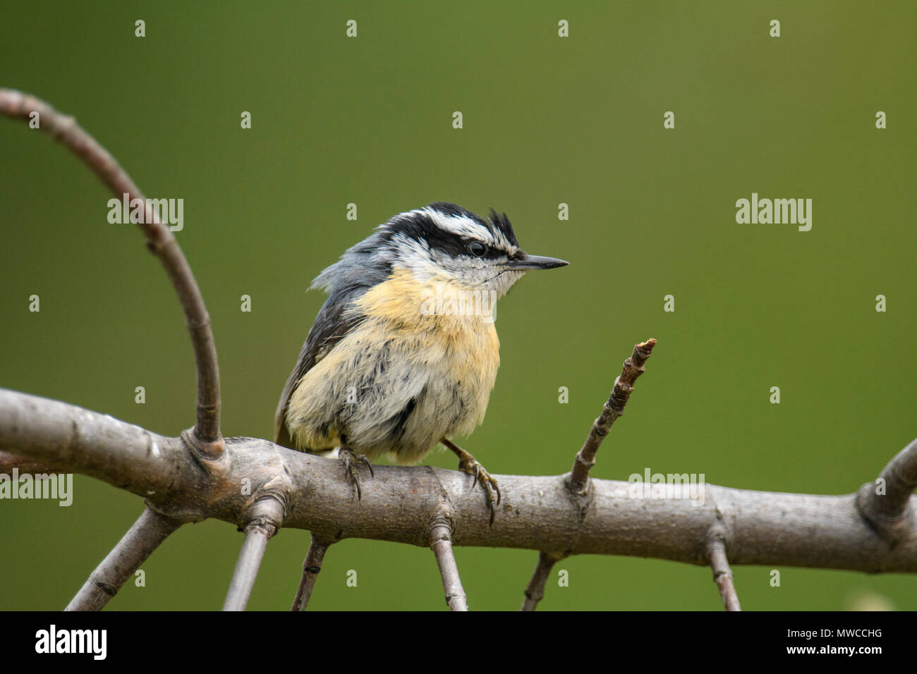 Red breasted nuthatch (Sitta canadensis), Greater Sudbury, Ontario, Canada Stock Photo