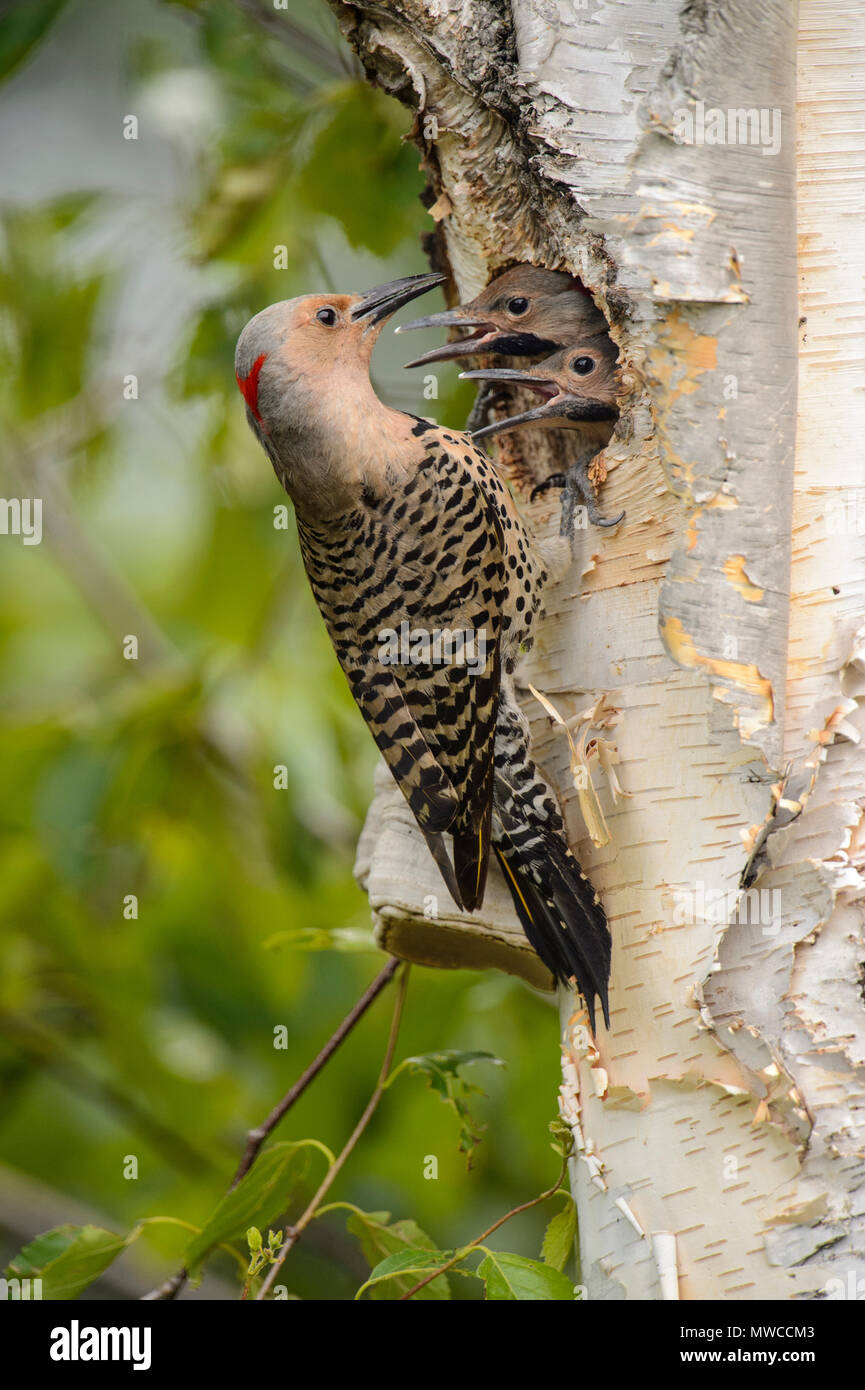 Northern flicker (Colaptes auratus) Adult female feeding young in birch ...