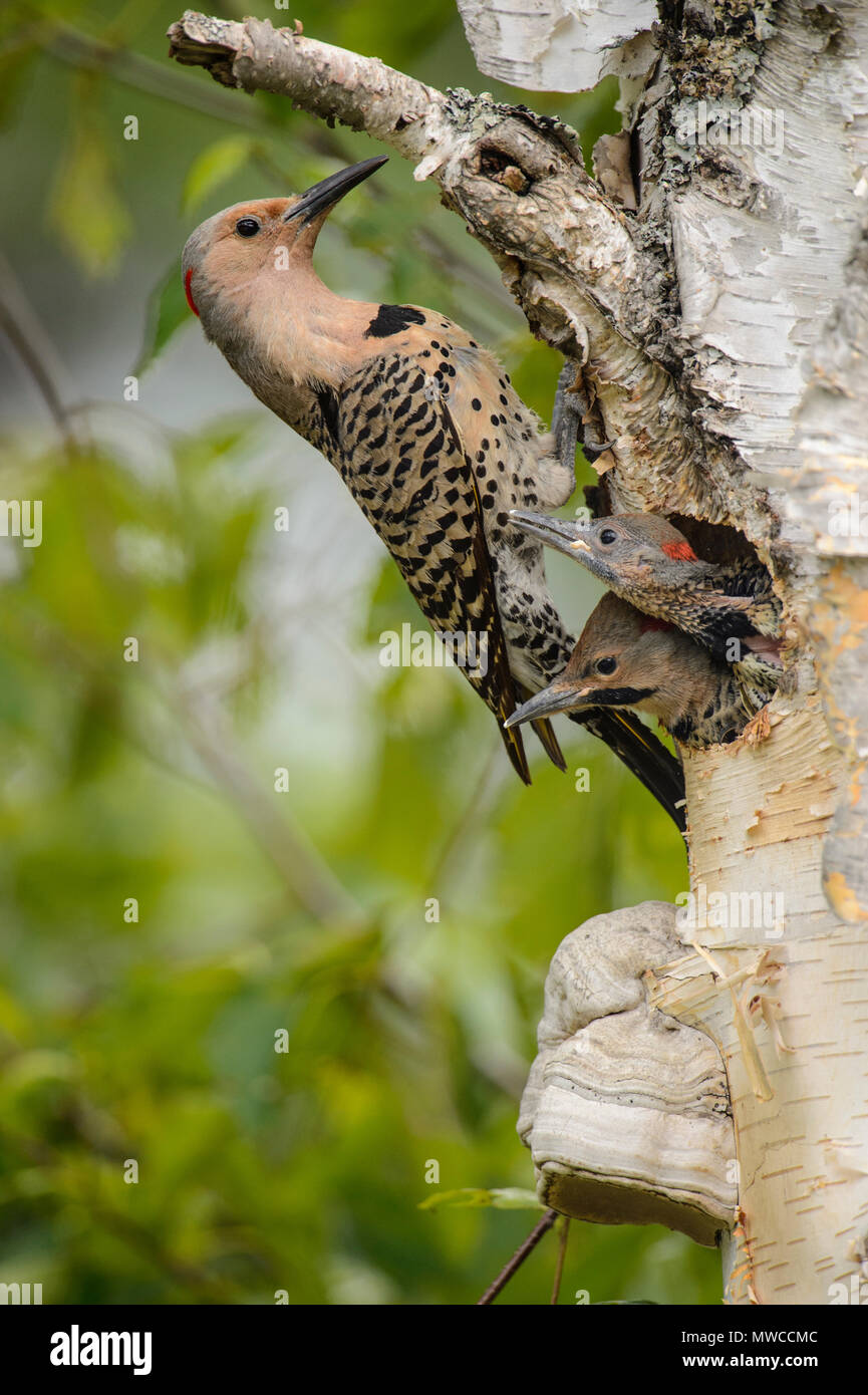 Northern flicker (Colaptes auratus) Adult female feeding young in birch ...