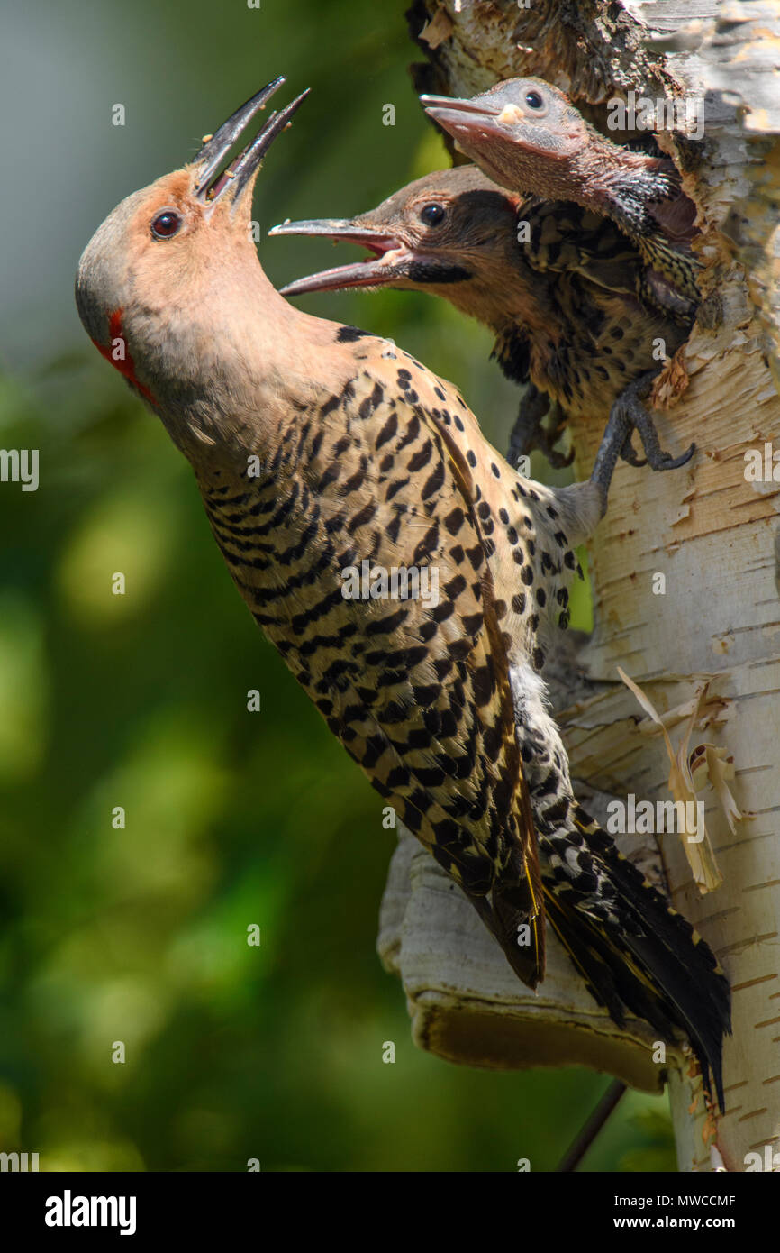 Northern flicker (Colaptes auratus) Adult female feeding young in birch ...