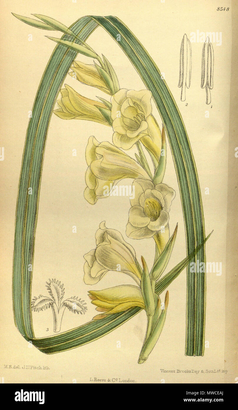 . Gladiolus masoniorum (= Gladiolus ochroleucus var. ochroleucus), Iridaceae . 1914. M.S. del., J.N.Fitch lith. 247 Gladiolus masoniorum 140-8548 Stock Photo