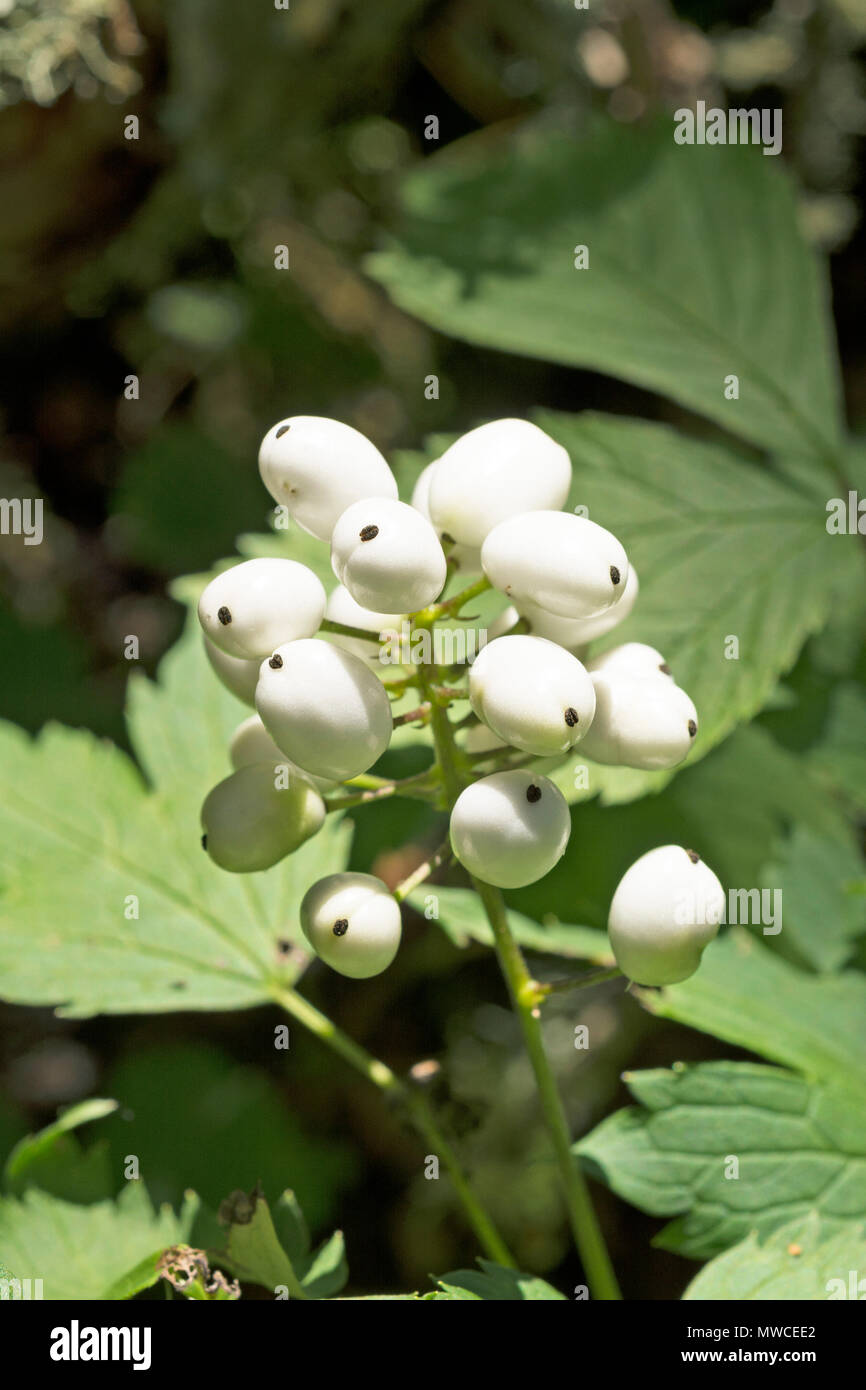 Red Baneberry in White Phase in Ontario Canada Stock Photo