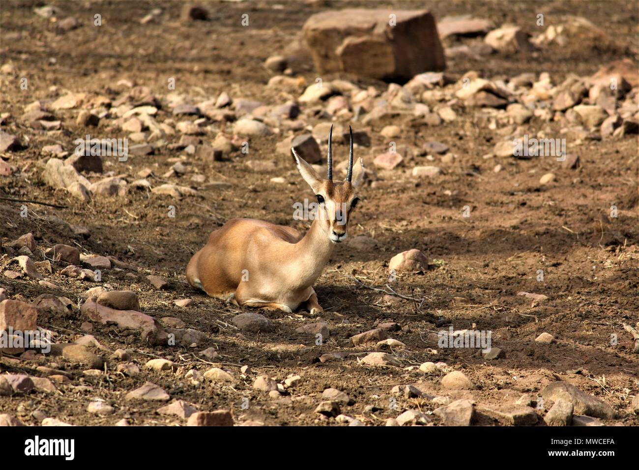 Antelope Stock Photo