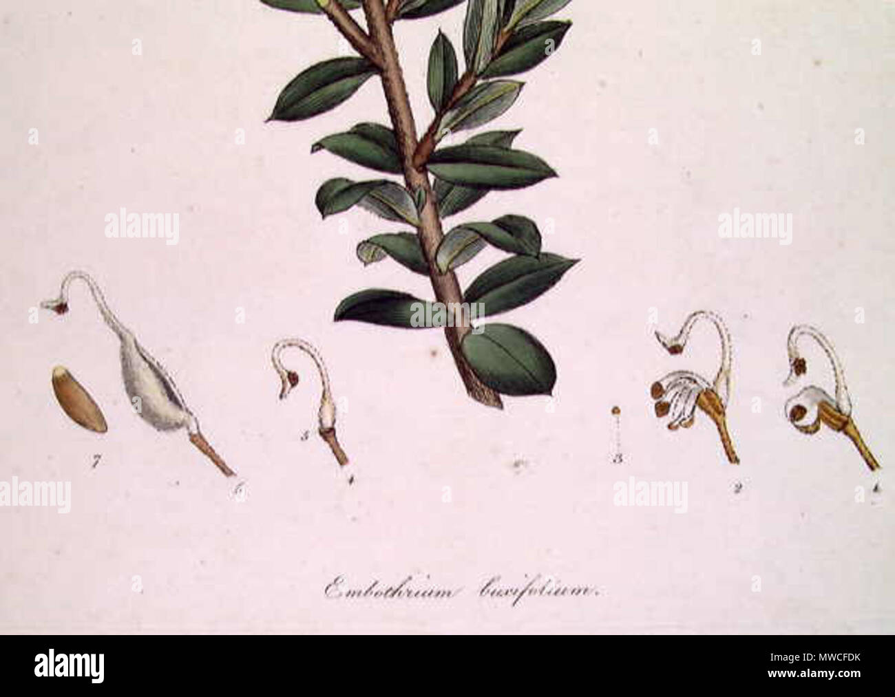 . This is an image of a print of a hand coloured engraving by James Sowerby (1757-1822), based on drawing nominally by John White but probably by the convict artist Thomas Watling. It appeared as Tab. X in James Edward Smith's 1793 A Specimen of the Botany of New Holland. The plant depicted is Grevillea buxifolia (Sm.) but was titled Embothrium buxifolium. The accompanying text at the source of the digital image gives print : engraving with hand colouring ; plate mark 23.7 x 15.0 cm. on sheet 29.0 x 21.3 cm. circa 1794. James Sowerby 185 Embothrium (Grevillea) buxifolium-detail Stock Photo