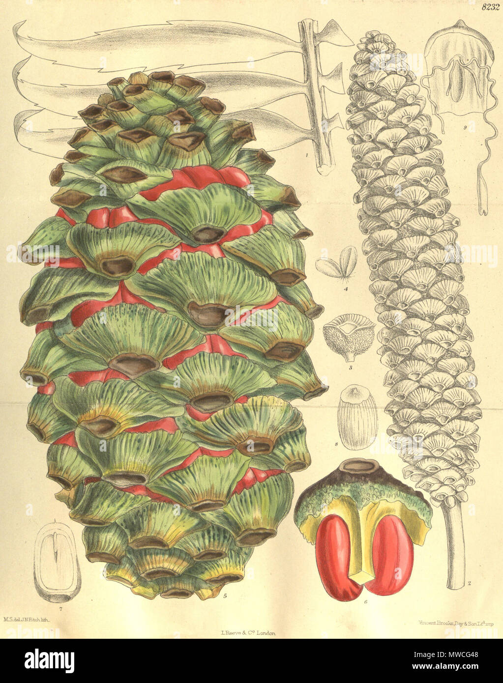 . Encephalartos barteri, Zamiaceae . 1909. M.S. del., J.N.Fitch lith. 187 Encephalartos barteri 135-8232 Stock Photo