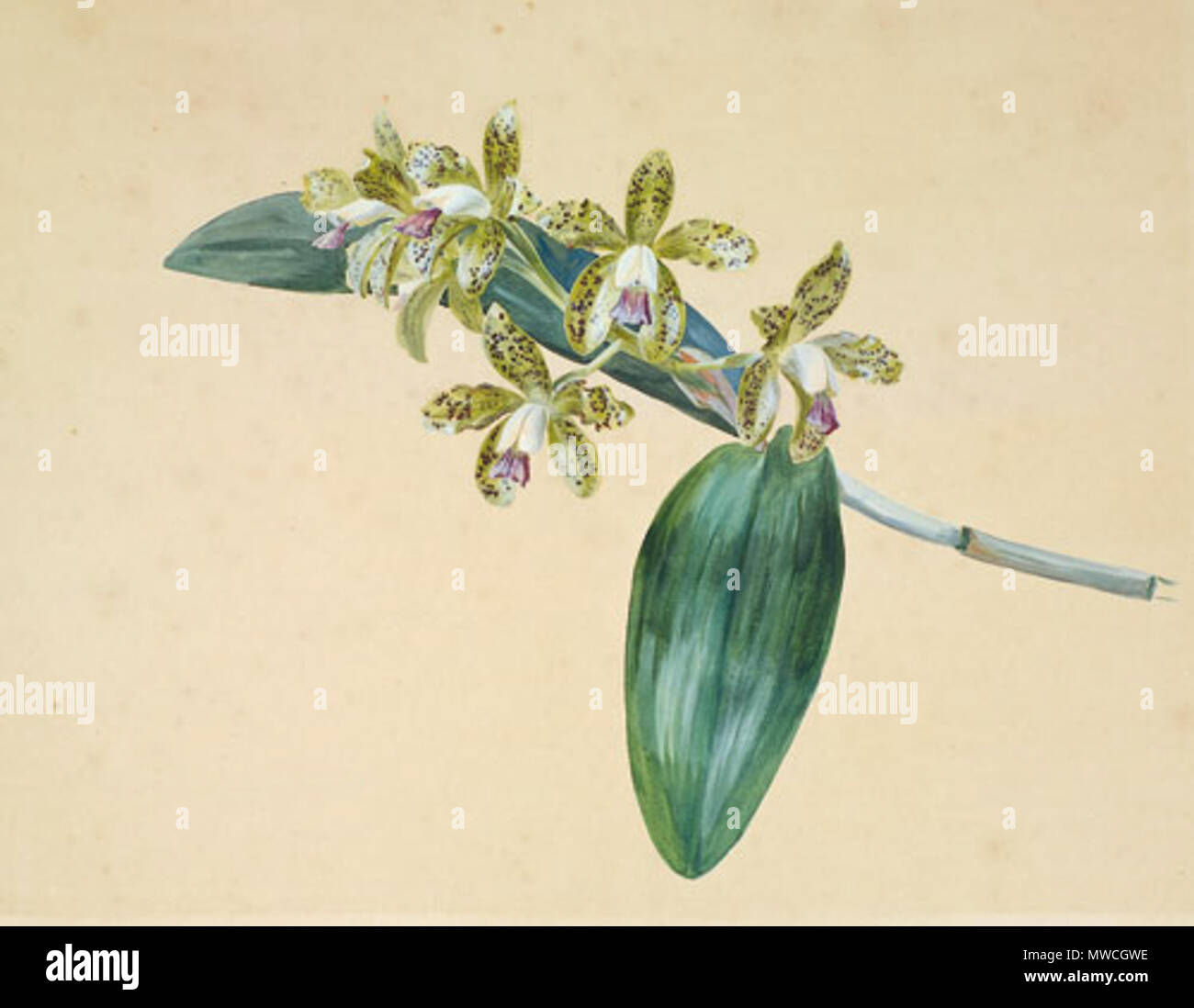 . 'Cattleya guttata Brasil' (Deckfarben auf Velin. 51 x 38,5 cm) . 19th century. Prof. Franz Gruber 255 Gruber Cattleya guttata Stock Photo