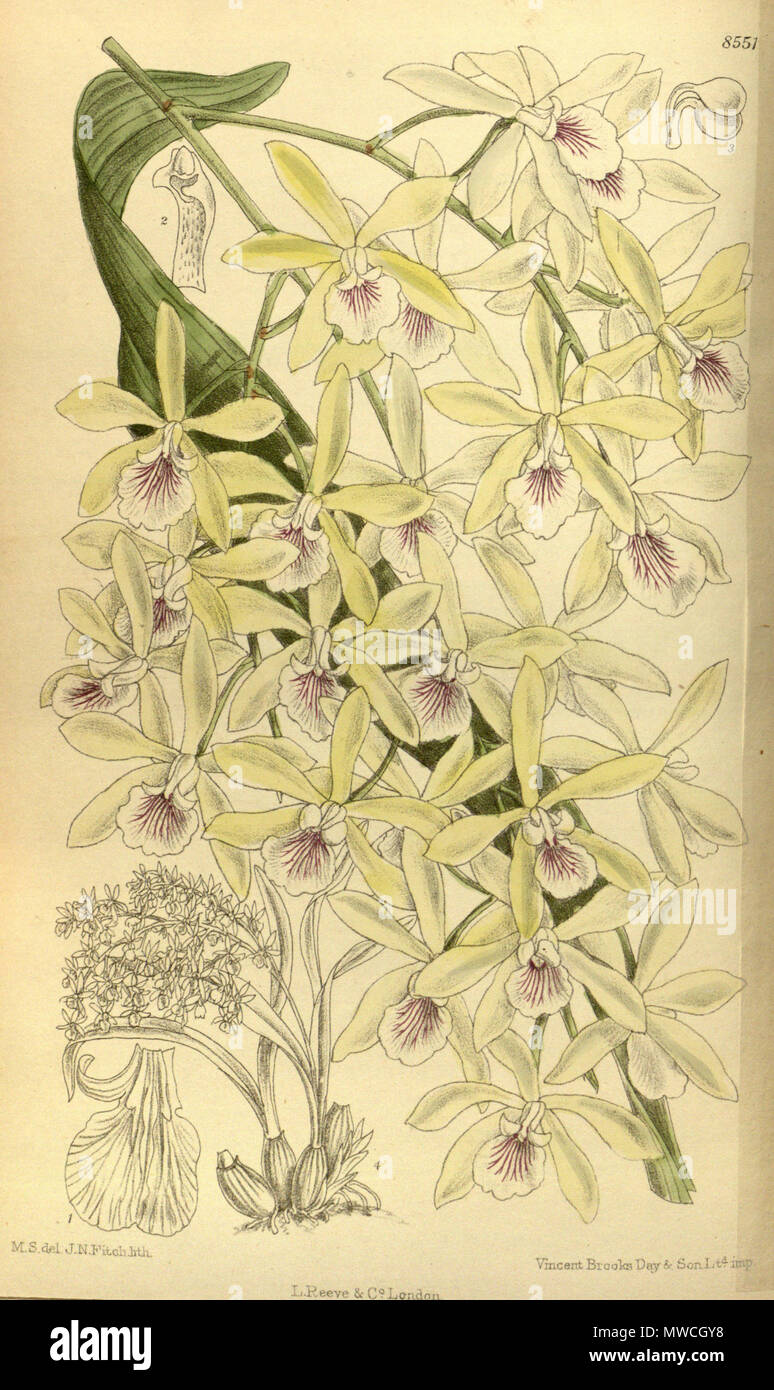 . Epidendrum profusum (= Encyclia profusa), Orchidaceae . 1914. M.S. del., J.N.Fitch lith. 191 Epidendrum profusum 140-8551 Stock Photo