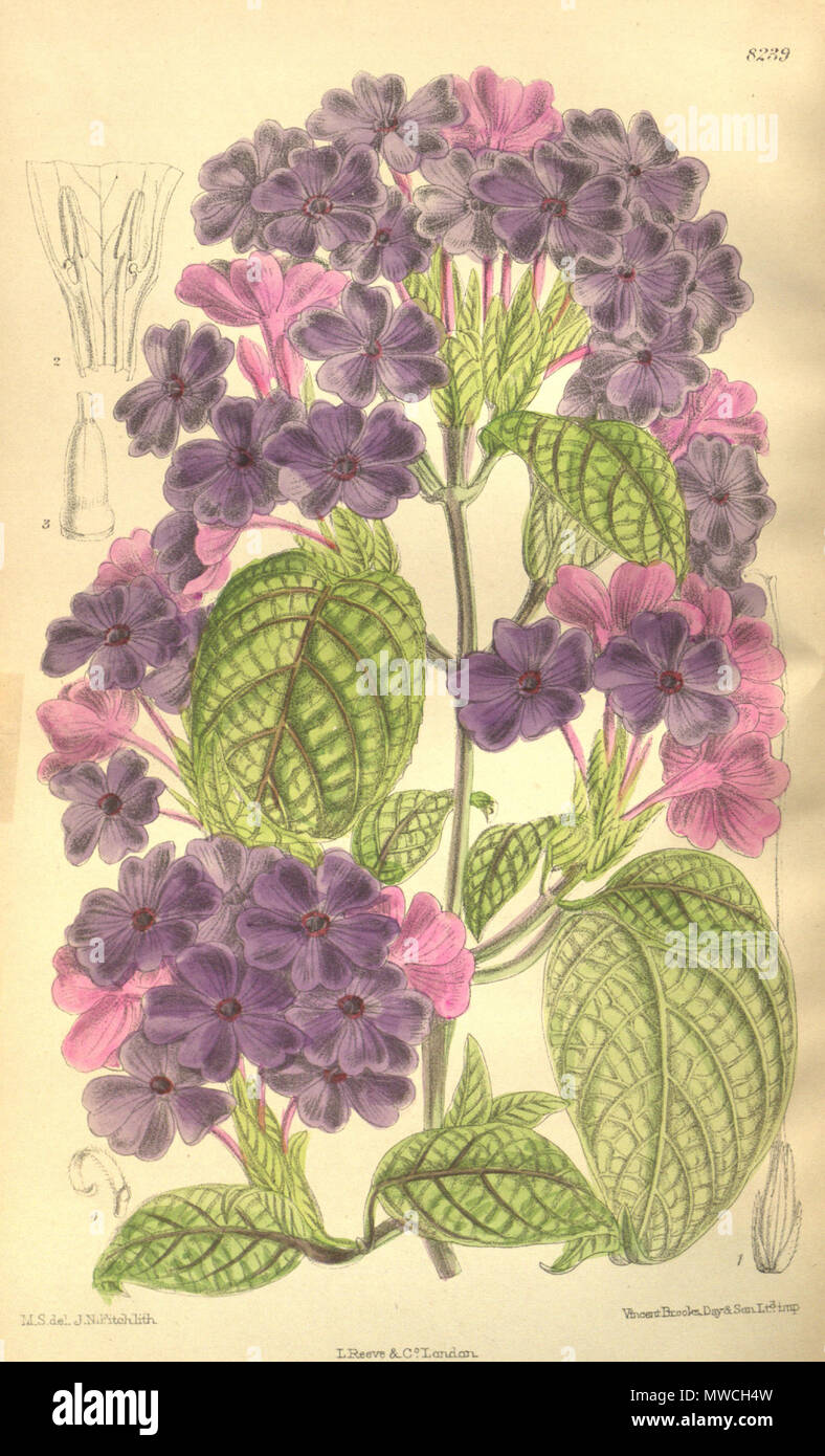 . Eranthemum wattii, Acanthaceae . 1909. M.S. del., J.N.Fitch lith. 192 Eranthemum wattii 135-8239 Stock Photo
