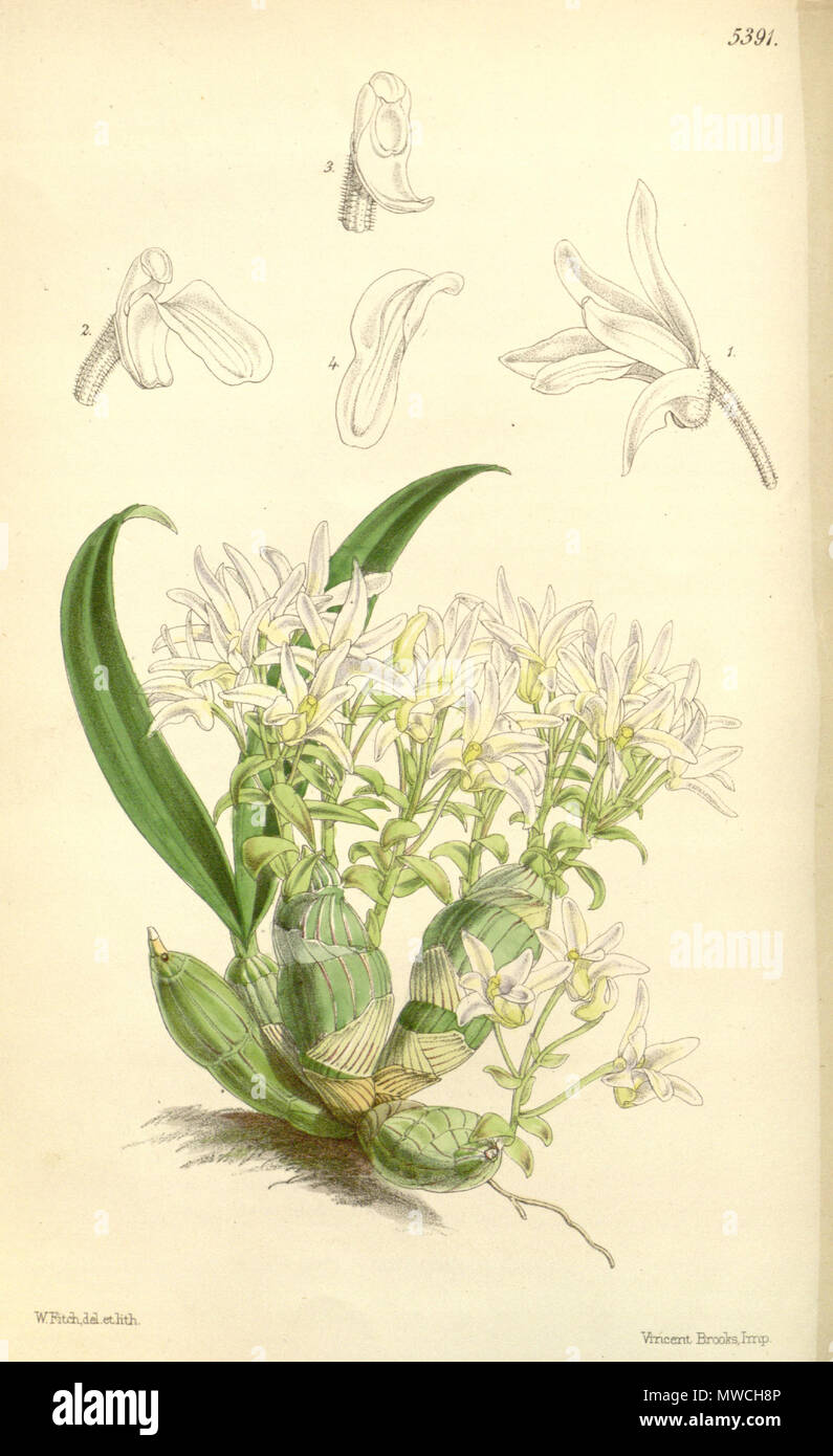. Illustration of Eria obesa . 1863. Walter Hood Fitch (1817-1892) del. et lith. Description by William Jackson Hooker (1785—1865) 192 Eria obesa - Curtis' 89 (Ser. 3 no. 19) pl. 5391 (1863) Stock Photo