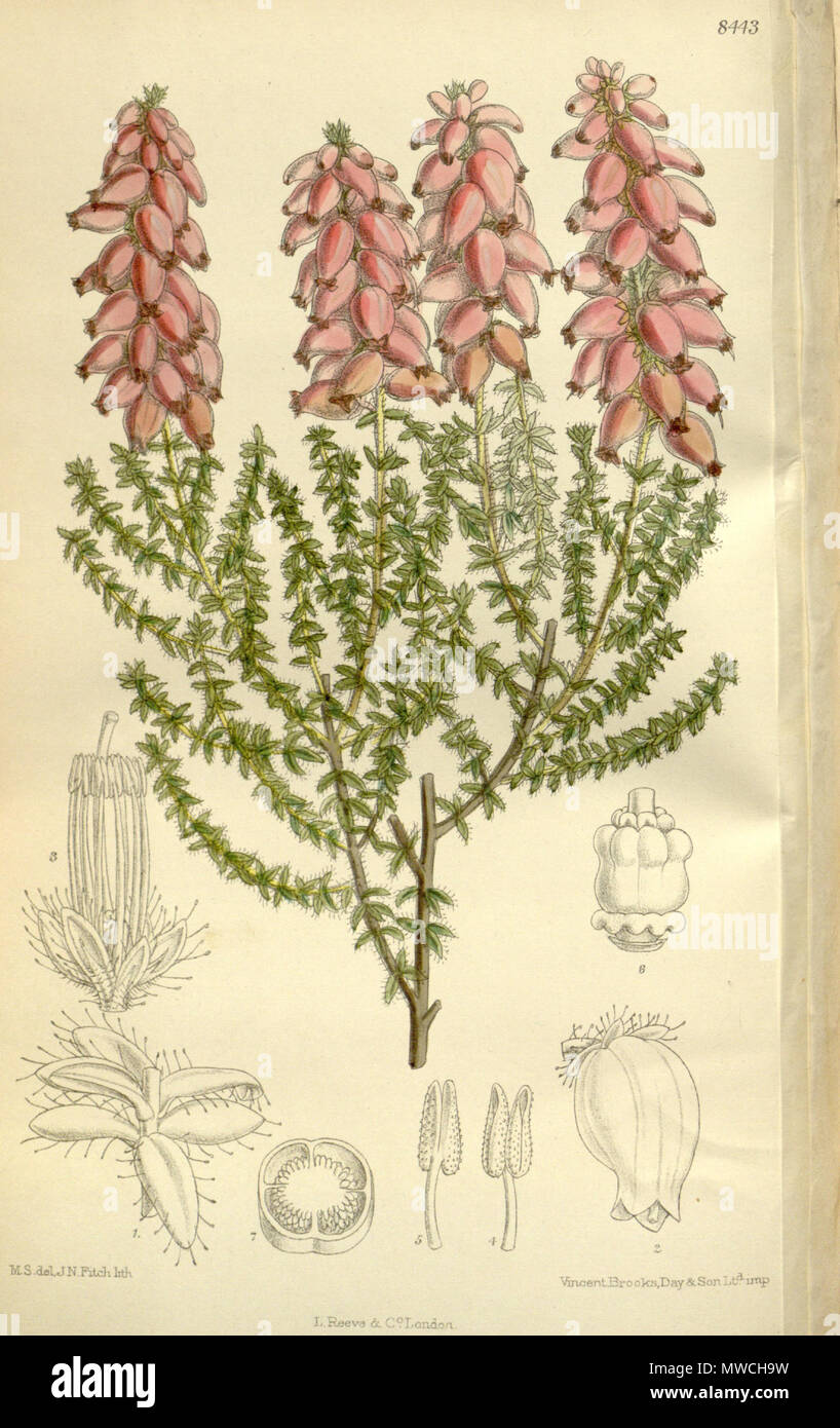 . Erica ciliaris, Ericaceae . 1912. M.S. del, J.N.Fitch, lith. 192 Erica ciliaris 138-8443 Stock Photo