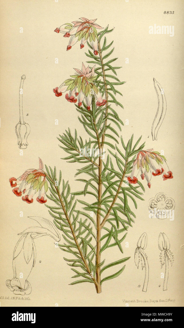 . Erica haroldiana (= Erica eugenea), Ericaceae . 1920. M.S. del., J.N.Fitch lith. 192 Erica haroldiana 146-8835 Stock Photo