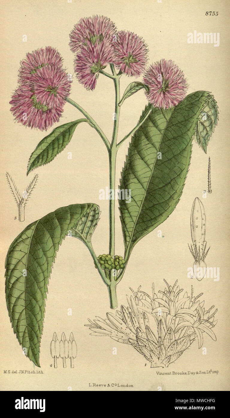 . Erlangea aggregata (= Bothriocline aggregata), Asteraceae . 1918. M.S. del., J.N.Fitch lith. 193 Erlangea aggregata 144-8755 Stock Photo