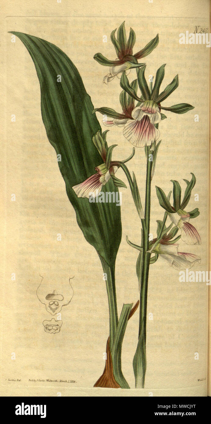 . Illustration of Eulophia guineensis . 1824. J. Curtis del., Weddell sc. 198 Eulophia guineensis - Curtis' 51 pl. 2467 (1824) Stock Photo