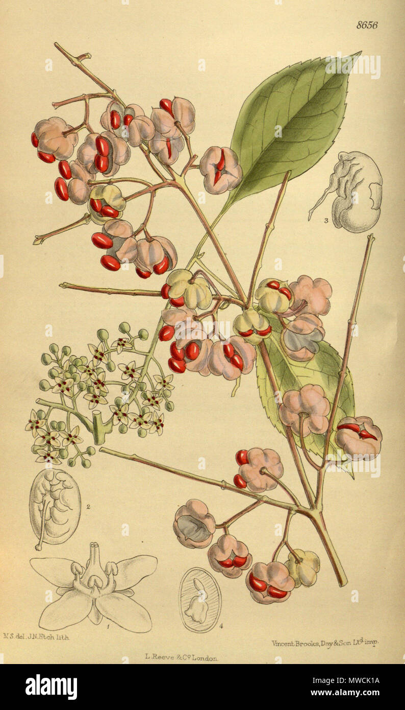 . Euonymus bungeanus (= Euonymus maackii), Celastraceae . 1916. M.S. del., J.N.Fitch lith. 198 Euonymus bungeanus 142-8656 Stock Photo