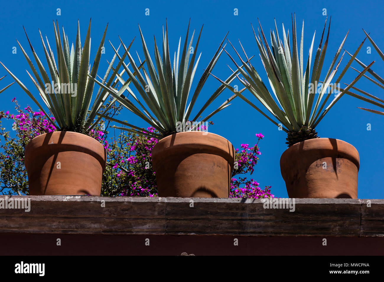 Potted plants on a rooftop - SAN MIGUEL DE ALLENDE, MEXICO Stock Photo
