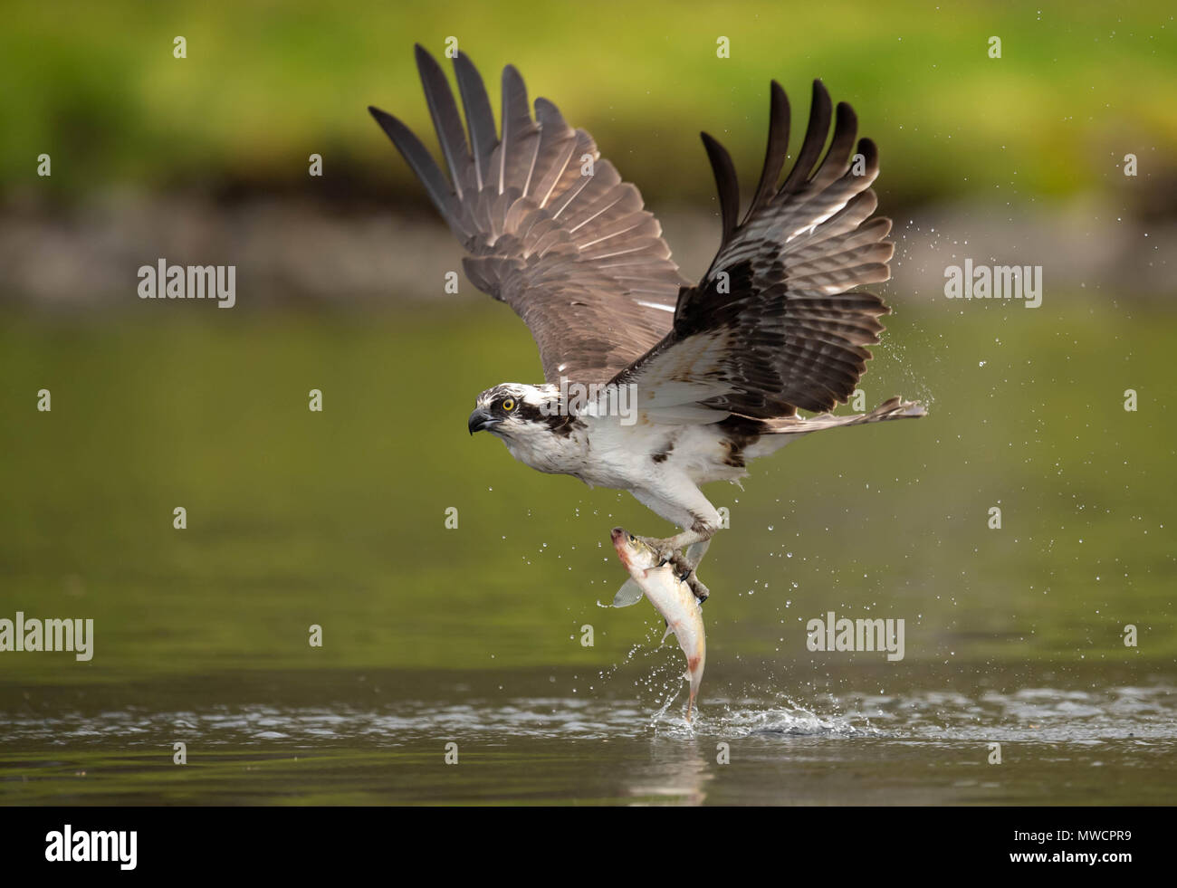 Osprey Stock Photo