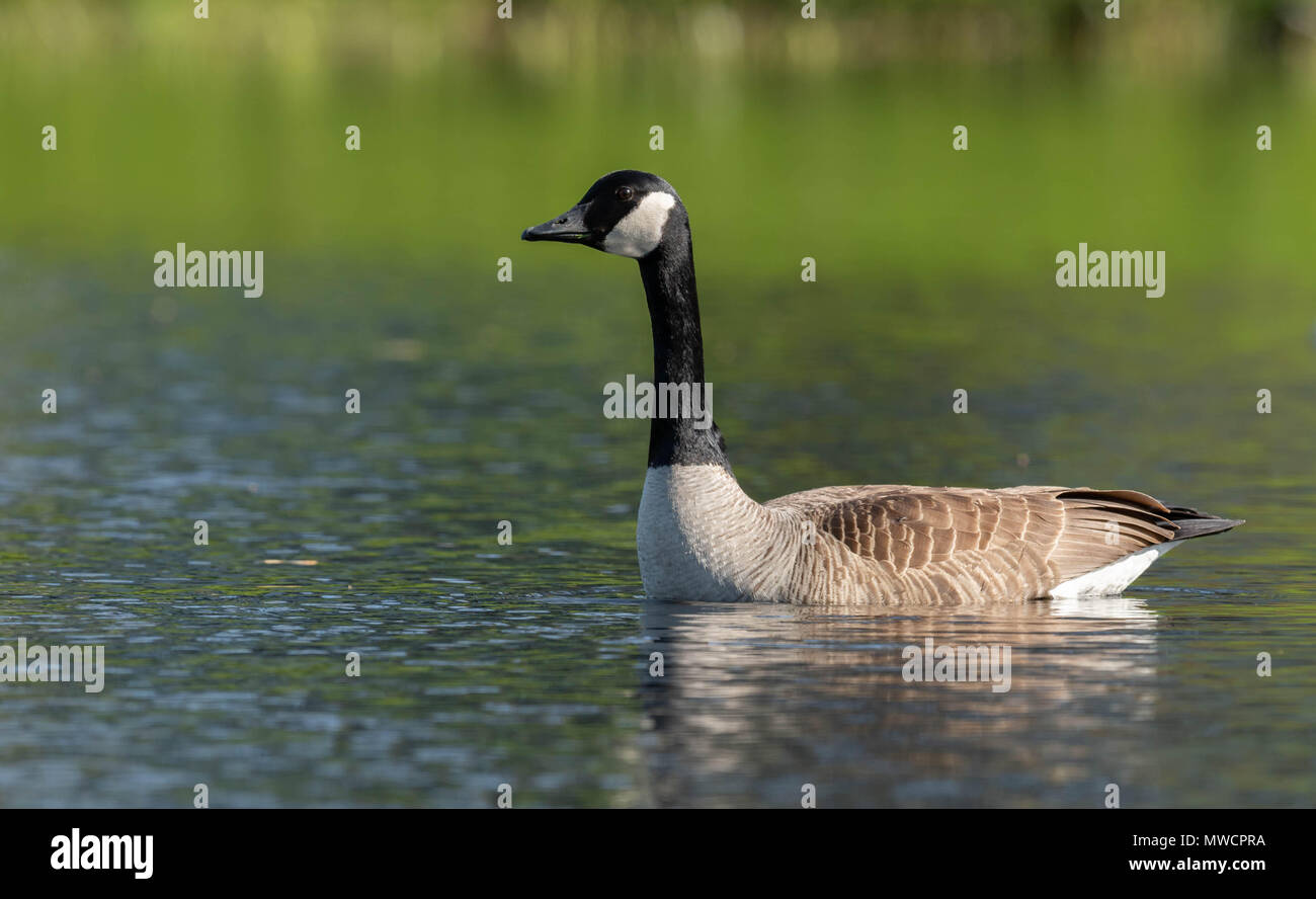 Canada Goose Stock Photo