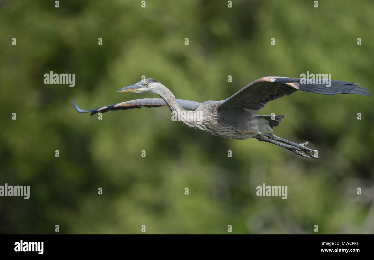 Great Blue Heron Stock Photo Alamy