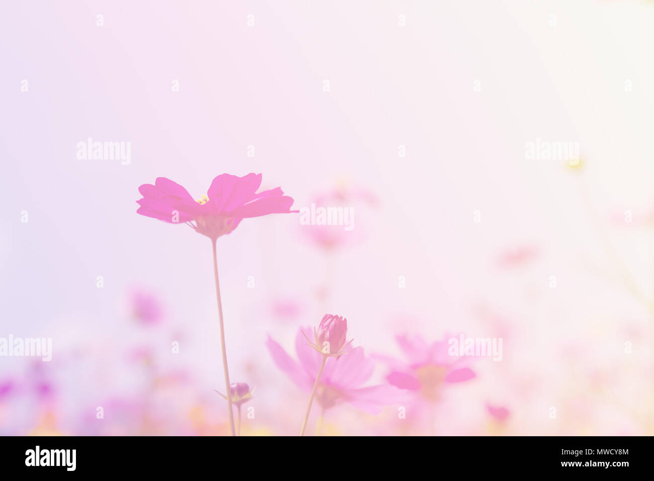 Cosmos flower color pink background blue sky with copy space Stock ...
