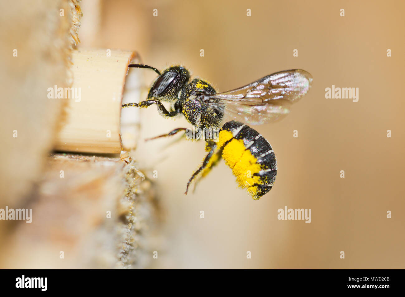 Female solitary resin bee (Heriades crenulatus) approaches an insect