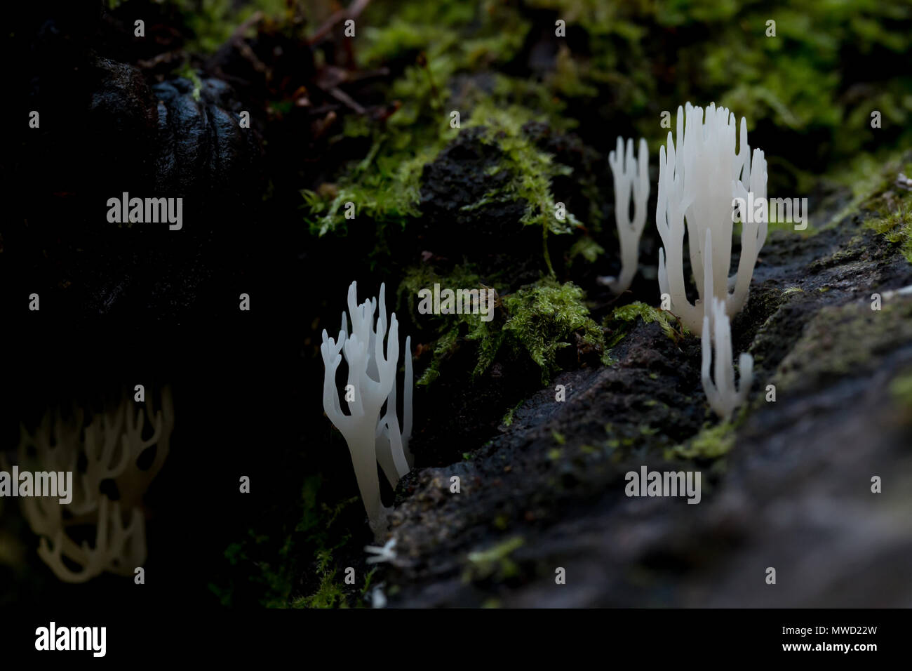 White coral fungi Stock Photo