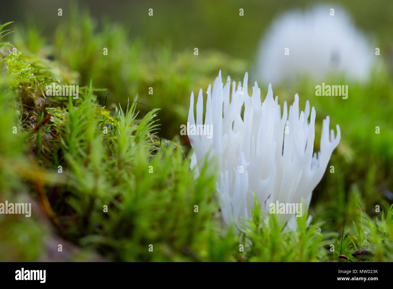 White coral fungi Stock Photo