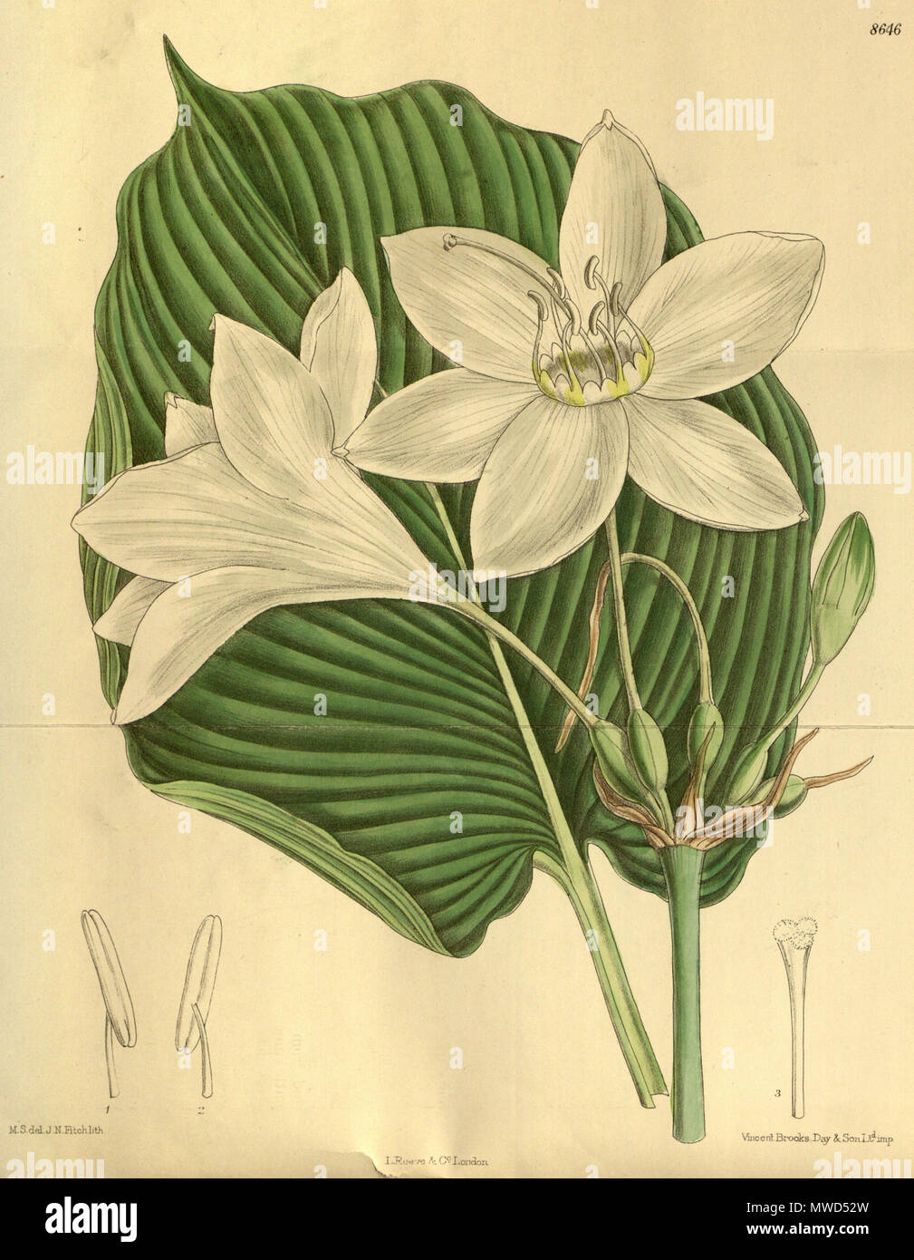 . Eucharis lowii (= Eucharis × grandiflora), Amaryllidaceae . 1916. M.S. del., J.N.Fitch lith. 197 Eucharis lowii 142-8646 Stock Photo