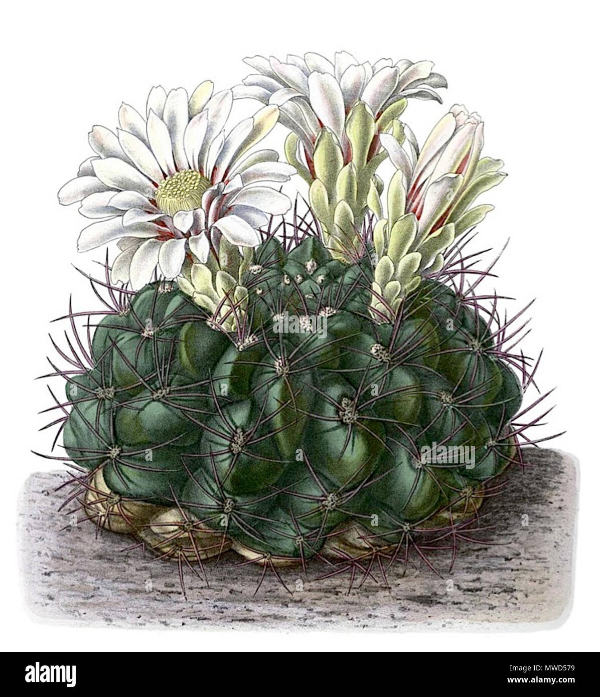 Gymnocalycium mostii hi-res stock photography and images - Alamy