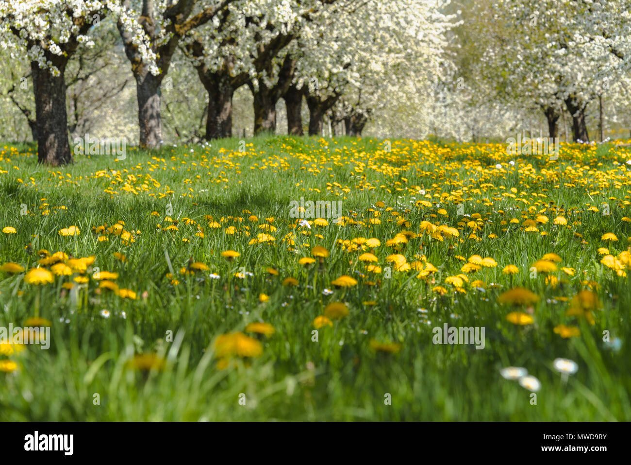 spring meadow with blooming orchard trees in the region Ortenau, South Germany, zone on the foothill of the Black Forest, famous for cherry blooming Stock Photo