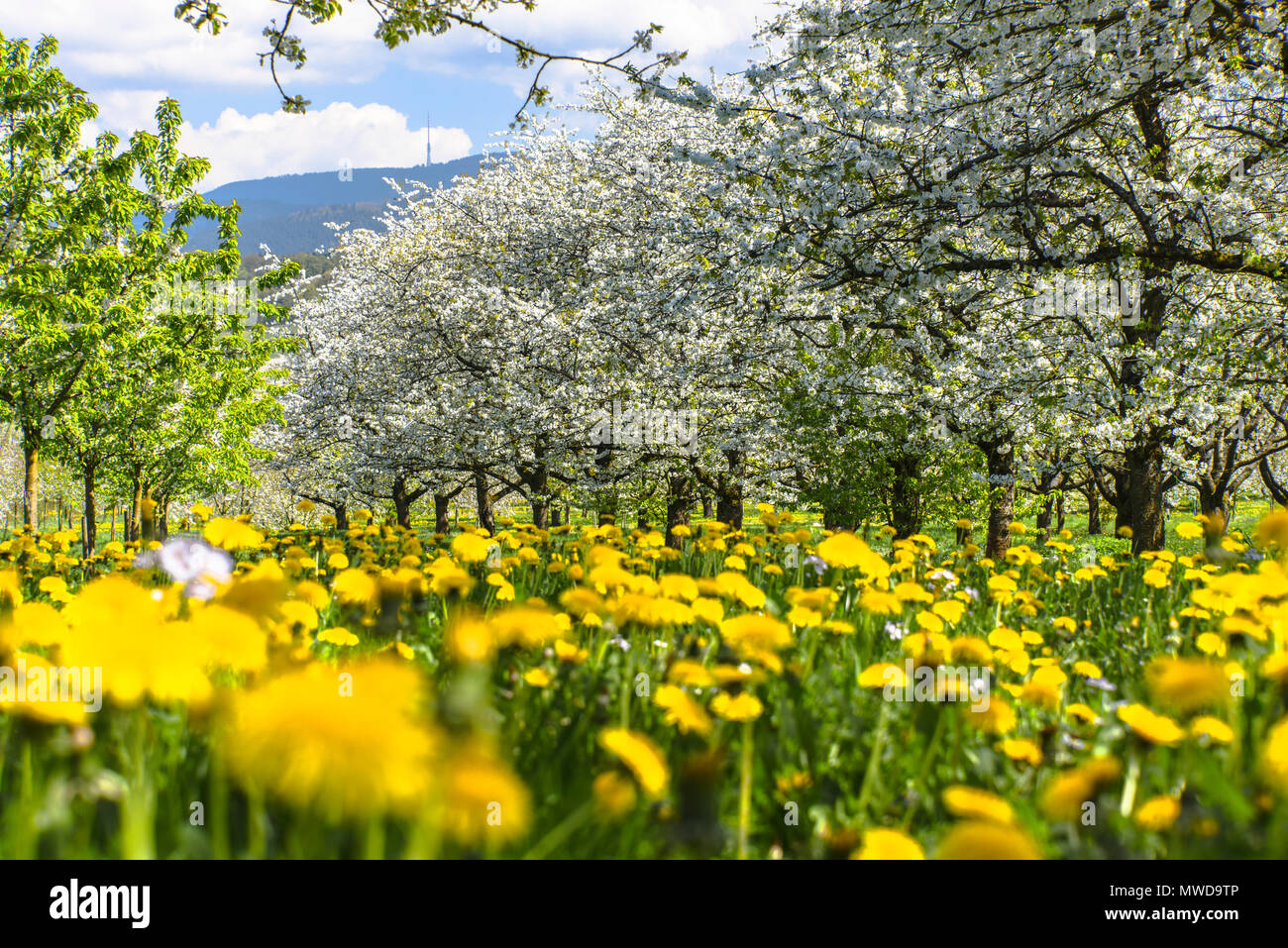Spring blossom orchard hi-res stock photography and images - Alamy