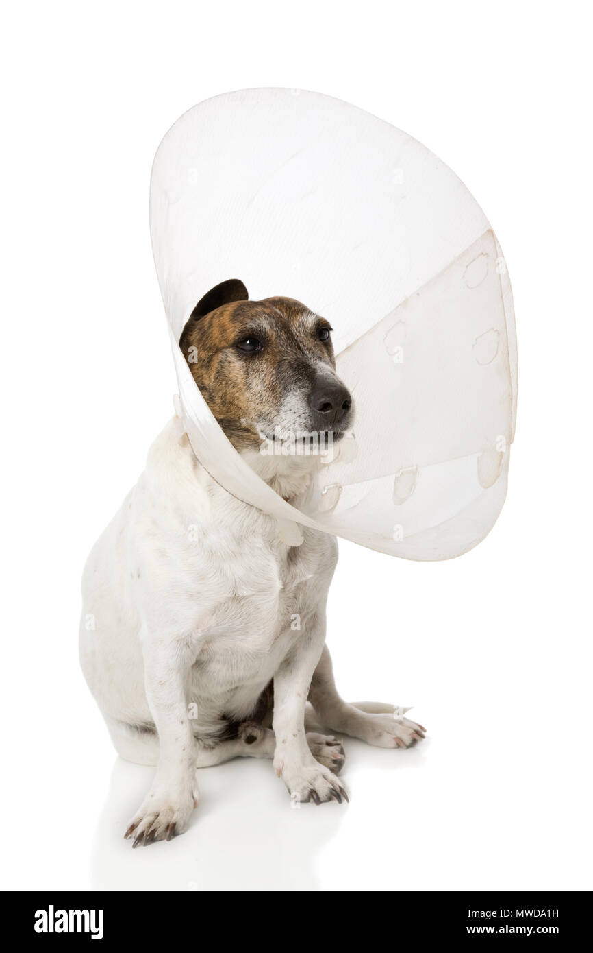 dog neck funnel