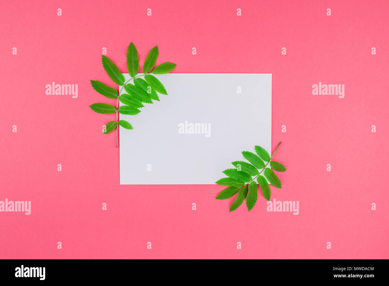 Creative flat lay top view white letter mock up with fresh green rowan ...