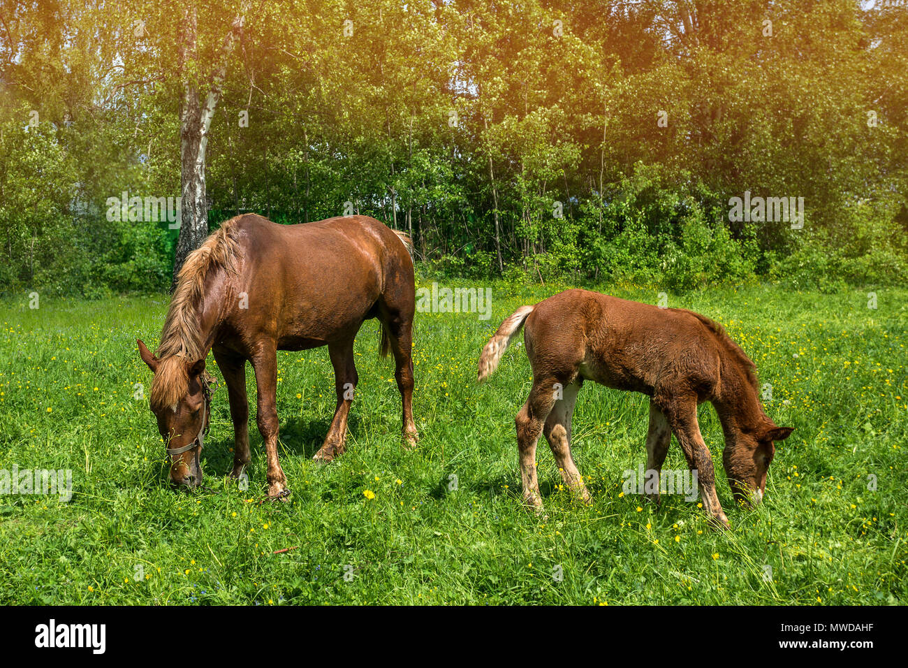A horse with a newborn foal grazes in a meadow in Sunny weather Stock ...