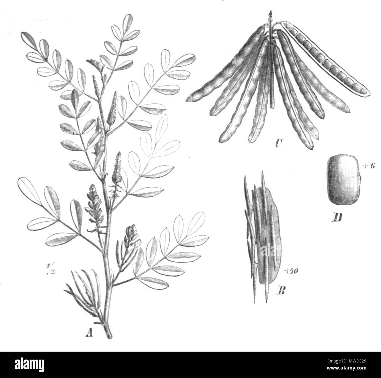 . Illustration from book . 1891. Paul Hermann Wilhelm Taubert (1862-1897) 295 Indigofera tinctoria Taub115a Stock Photo