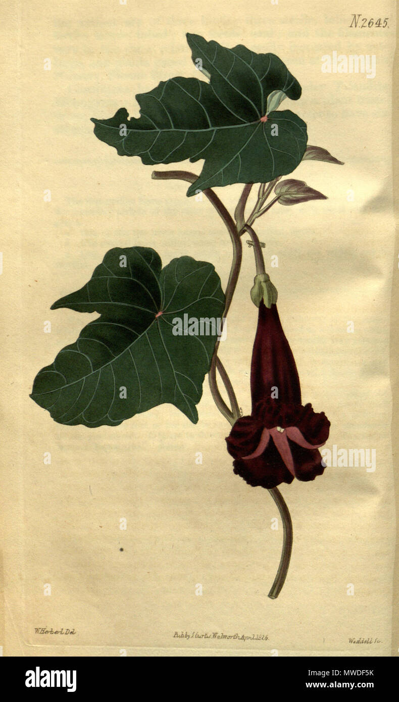 . Latina: Ipomoea bignonioides . 1826. John Sims 298 Ipomoea ...