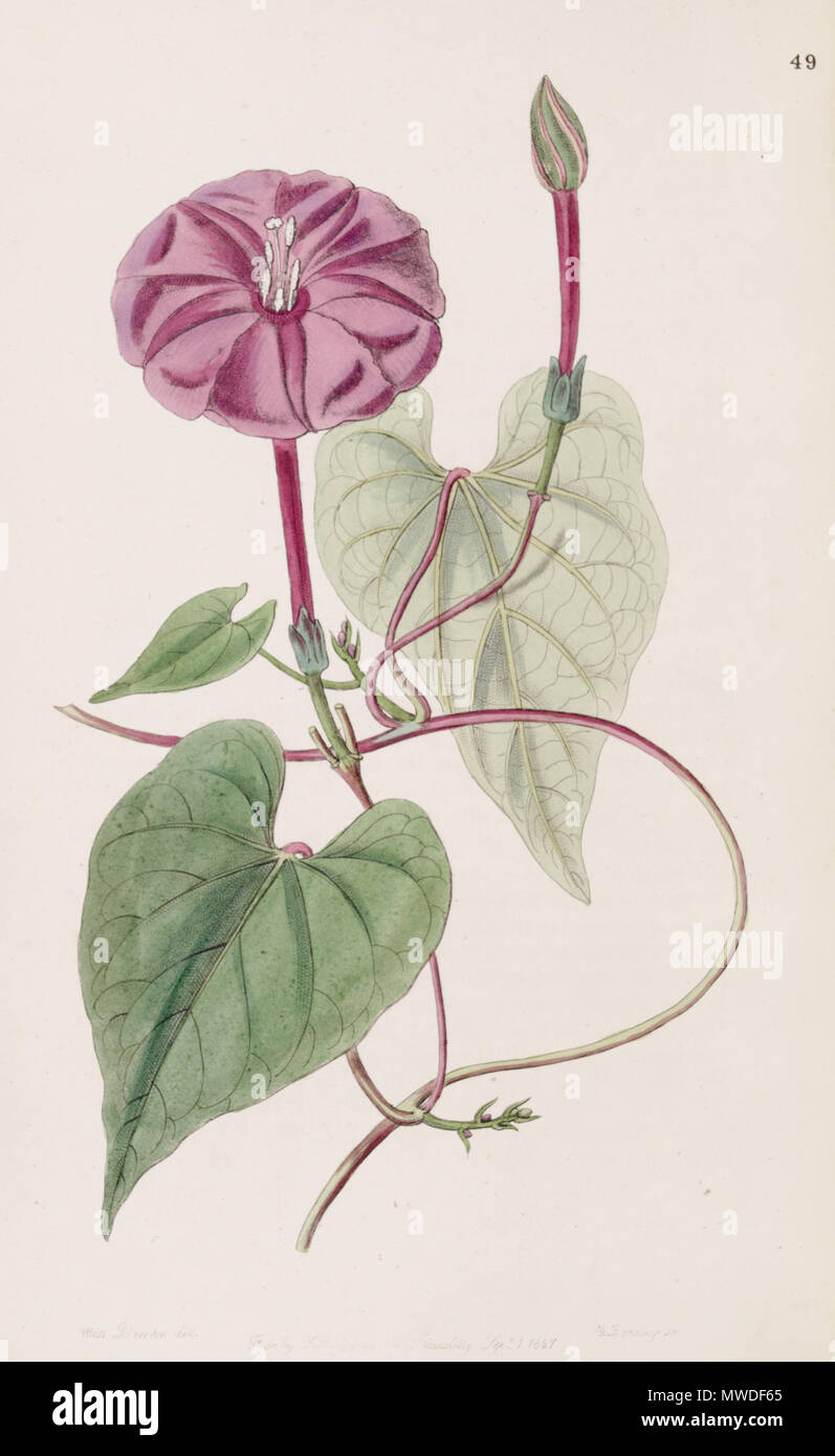 . Ipomoea purga . 1847. Botanical Register 298 Ipomoea purga (as Exogonium purga) Bot. Reg. 33.49 Stock Photo