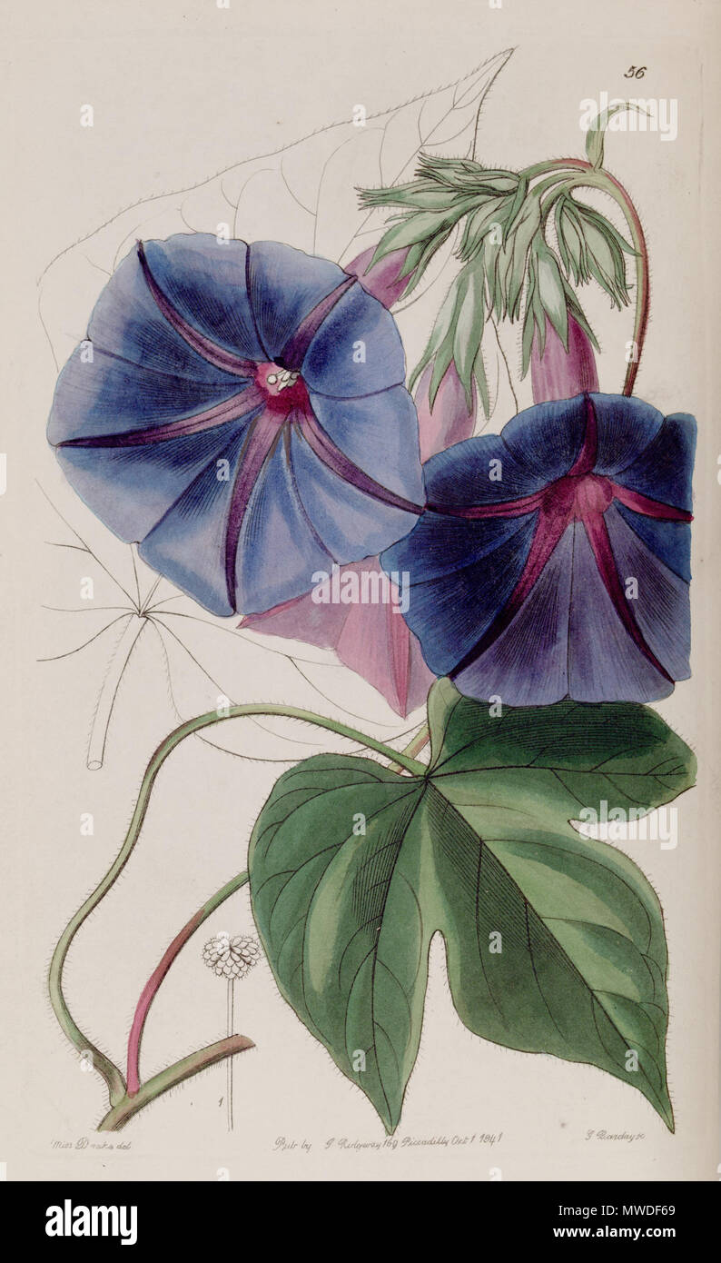 . Ipomoea indica . 1841. Miers 298 Ipomoea indica (as Pharbitis leari) Edwards's Bot. Reg. 27. 56. 1841 Stock Photo